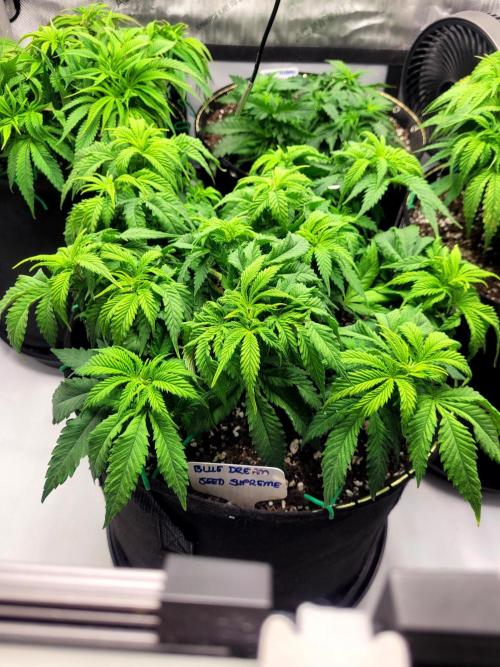 Blue Dream Seed Supreme. Week 6