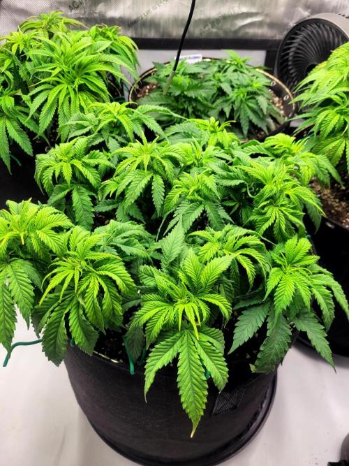 Blue Dream Seed Supreme. Week 6