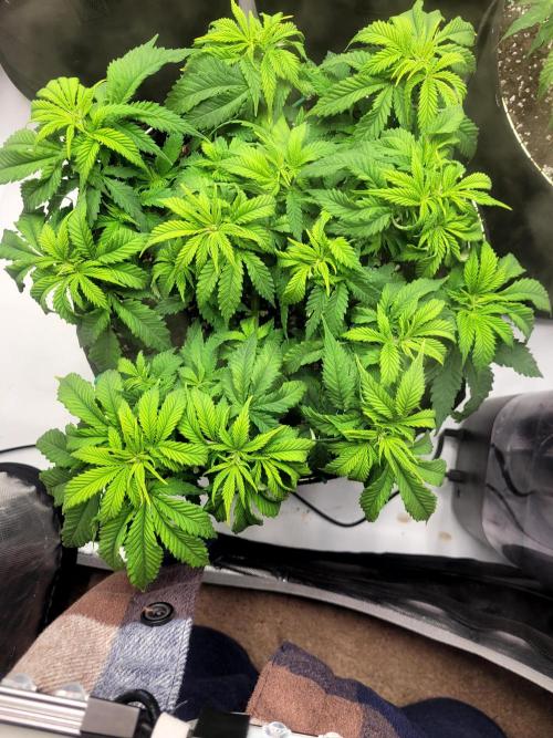 Blue Dream Seed Supreme. Week 6