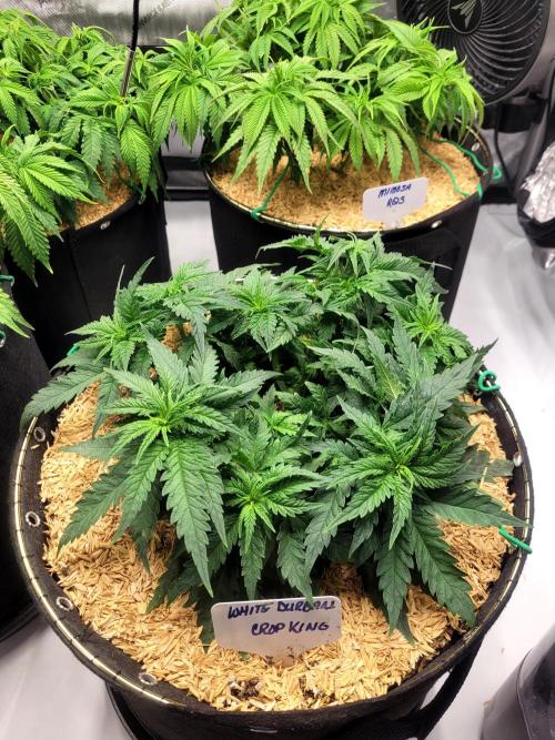 White Durban. Week 4