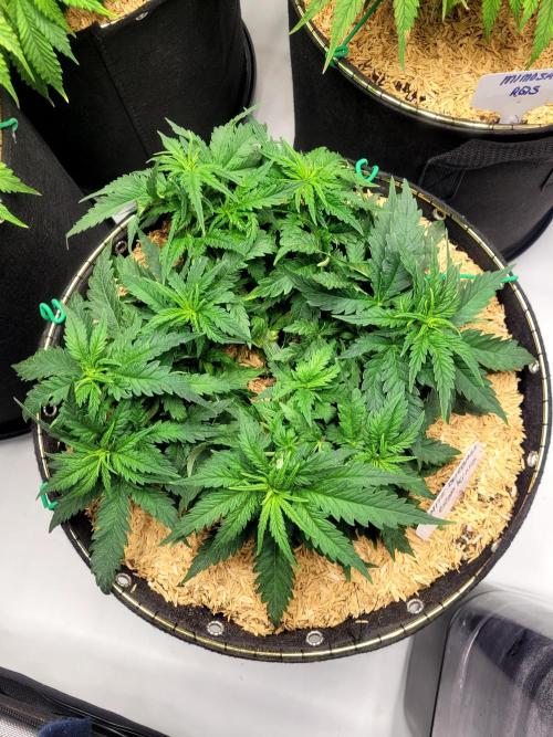 White Durban. Week 4