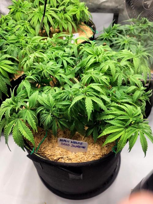 Maui Wowie Seed Supreme. Week 6