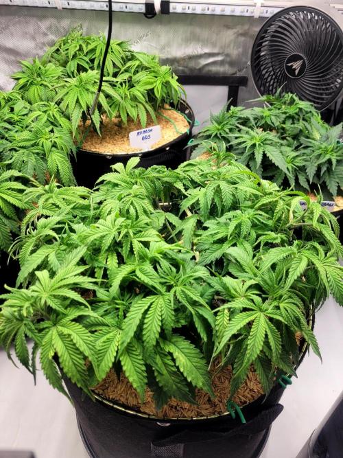 Maui Wowie Seed Supreme. Week 6