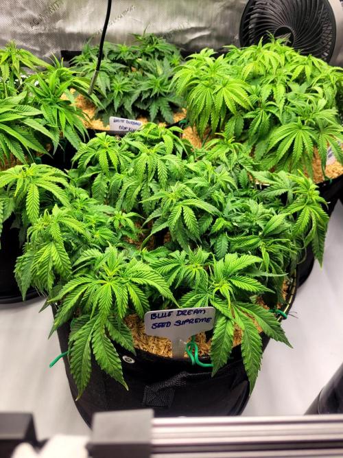 Blue Dream Seed Supreme. Week 6