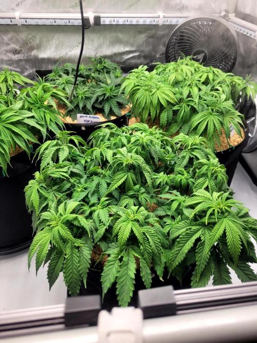 Blue Dream Seed Supreme. Week 6