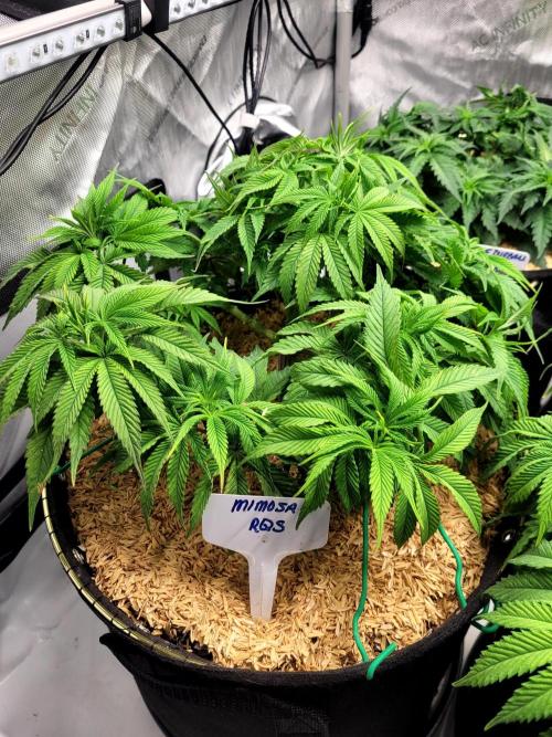 Mimosa Royal Queen Seeds. Week 6