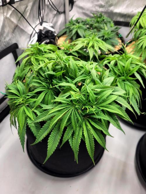 Mimosa Royal Queen Seeds. Week 6