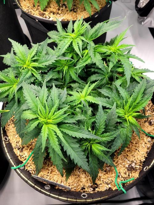 White Durban. Week 4