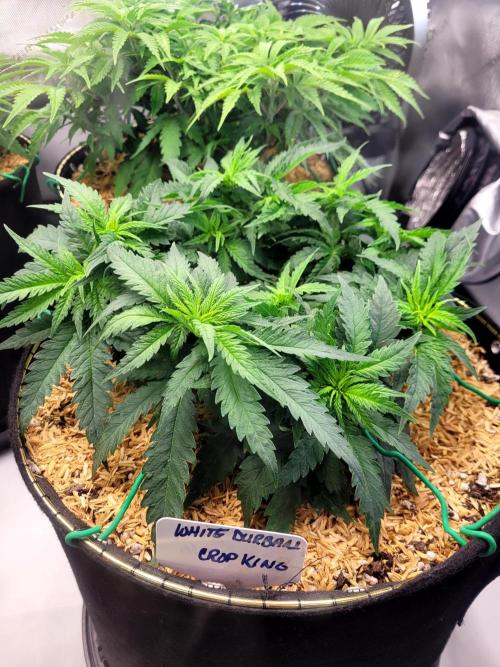 White Durban. Week 4