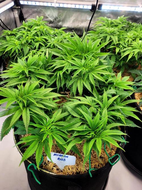 Mimosa Royal Queen Seeds. Week 6