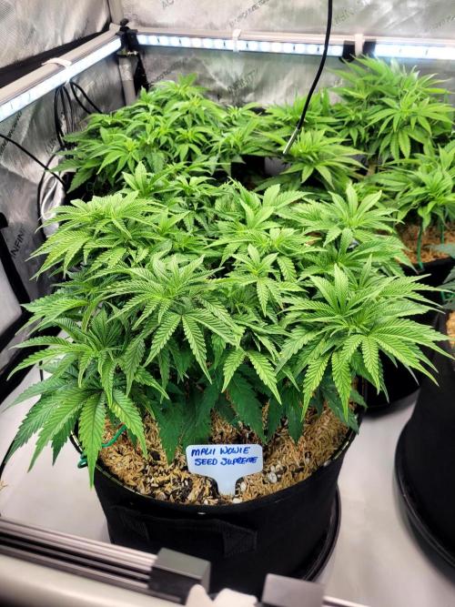 Maui Wowie Seed Supreme. Week 6