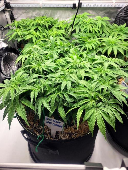 Maui Wowie Seed Supreme. Week 7