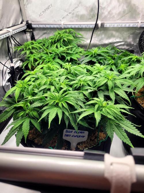 Blue Dream Seed Supreme. Week 7