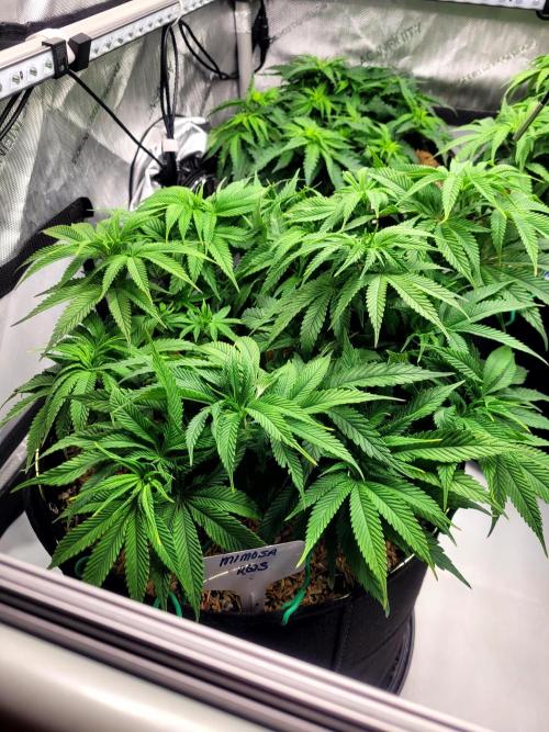 Mimosa Royal Queen Seeds. Week 7