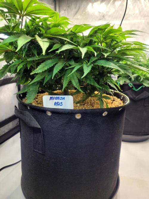 Mimosa Royal Queen Seeds. Week 7