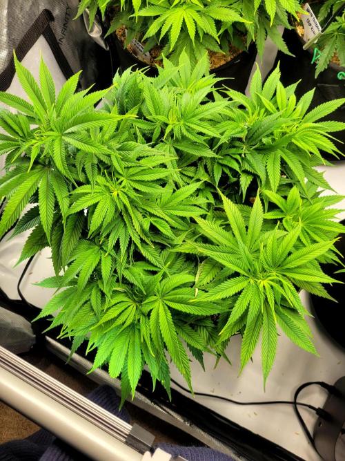 Mimosa Royal Queen Seeds. Week 7