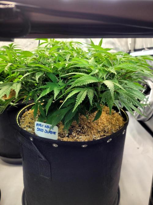 Maui Wowie Seed Supreme. Week 7