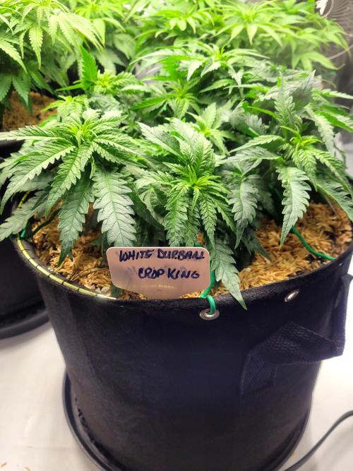 White Durban. Week 5