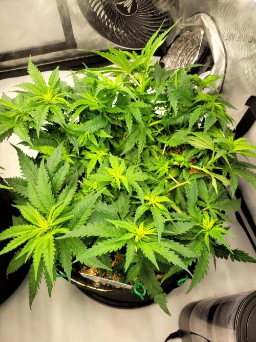 White Durban. Week 5