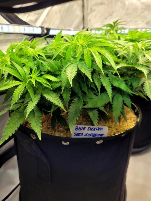 Blue Dream Seed Supreme. Week 7