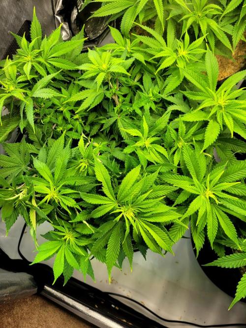 Blue Dream Seed Supreme. Week 7