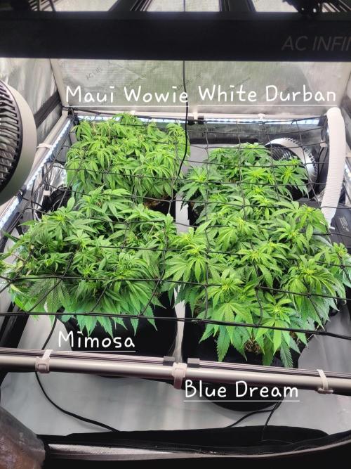 Blue Dream Seed Supreme. Week 7