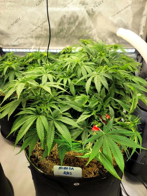 Mimosa Royal Queen Seeds. Week 8