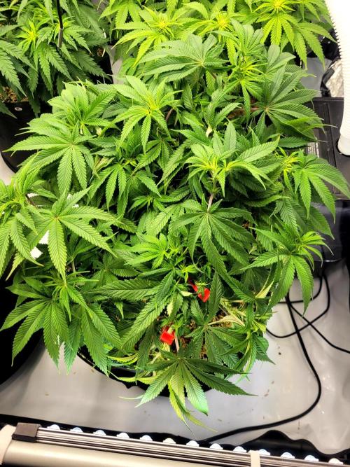 Mimosa Royal Queen Seeds. Week 8