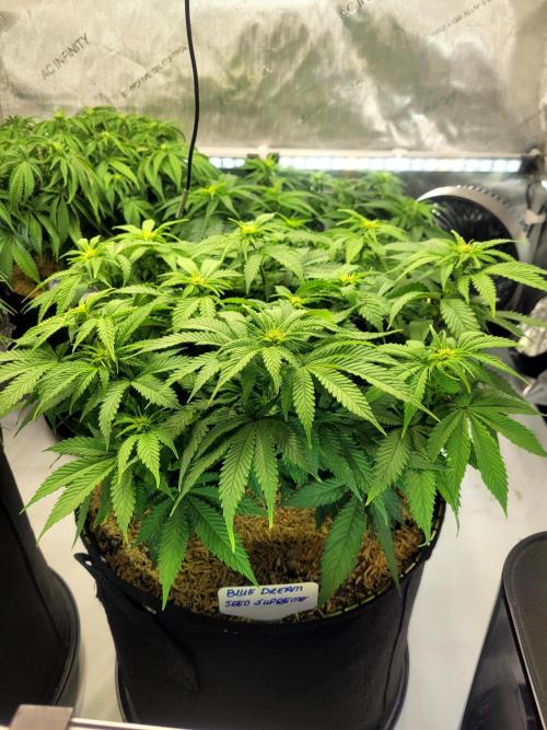 Blue Dream Seed Supreme. Week 8