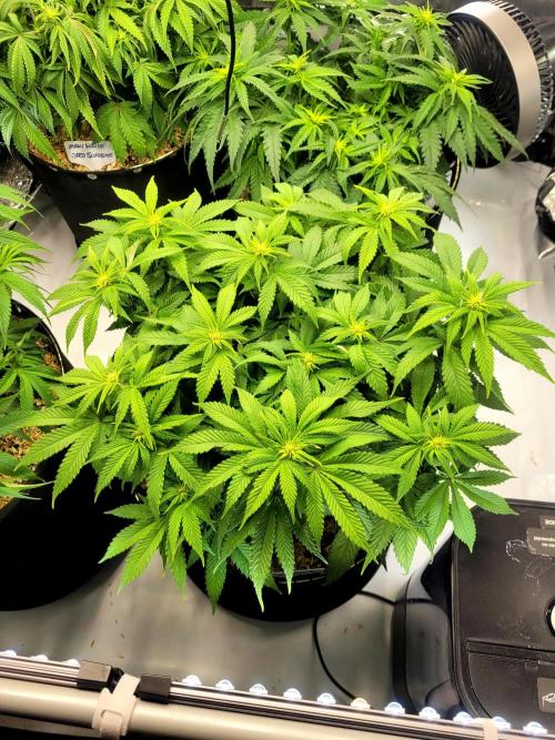 Blue Dream Seed Supreme. Week 8