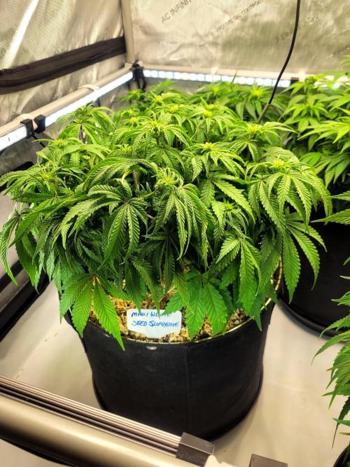 Maui Wowie Seed Supreme. Week 8