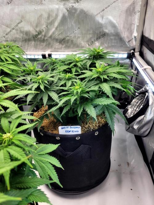 White Durban. Week 6