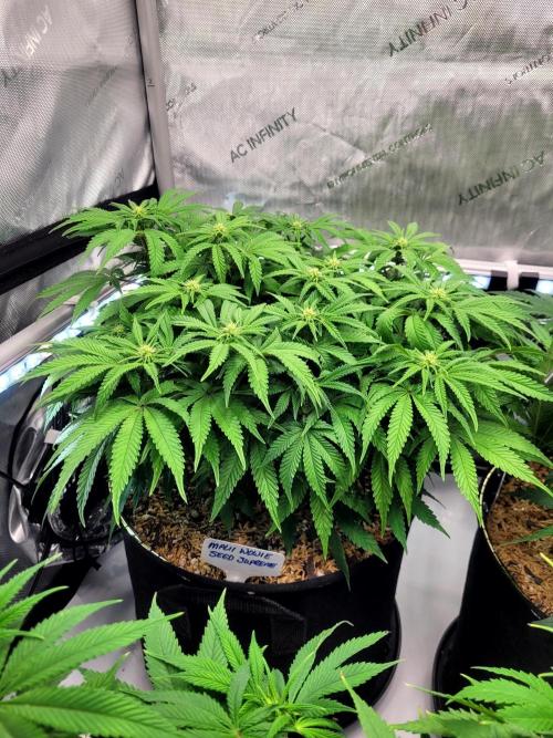 Maui Wowie Seed Supreme. Week 8