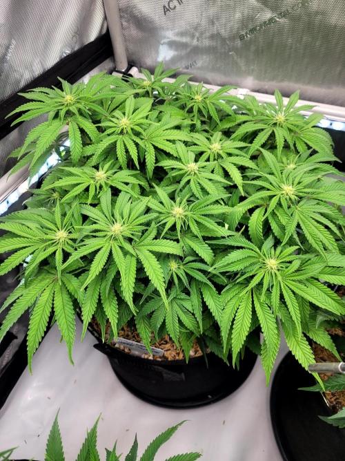 Maui Wowie Seed Supreme. Week 8