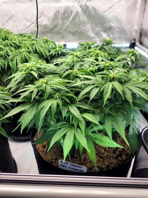 Blue Dream Seed Supreme. Week 8