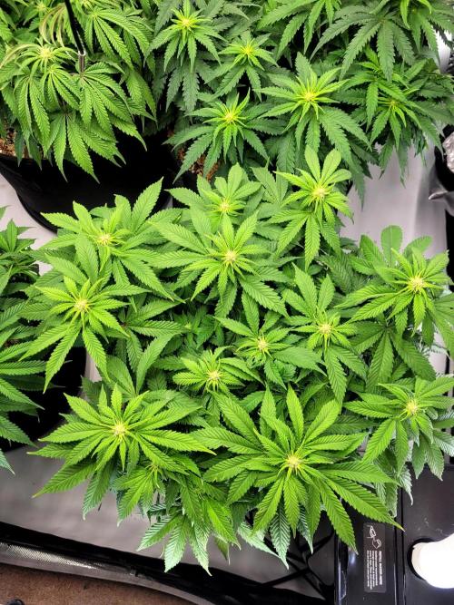 Blue Dream Seed Supreme. Week 8