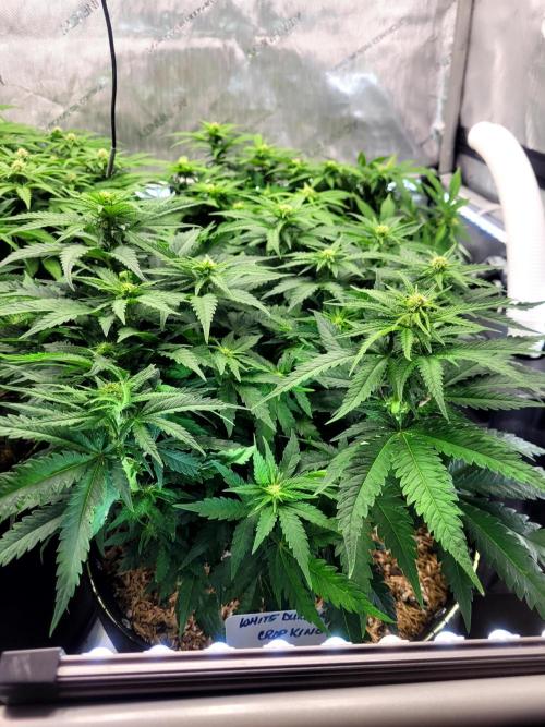 White Durban. Week 6