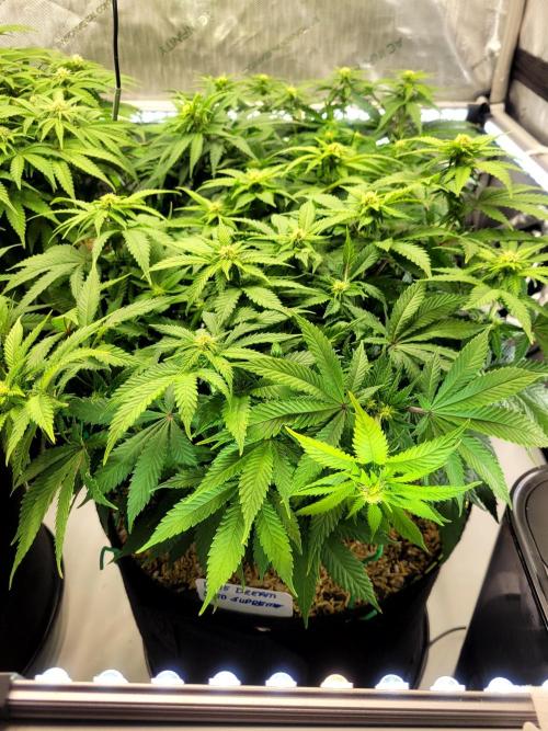 Blue Dream Seed Supreme. Week 8