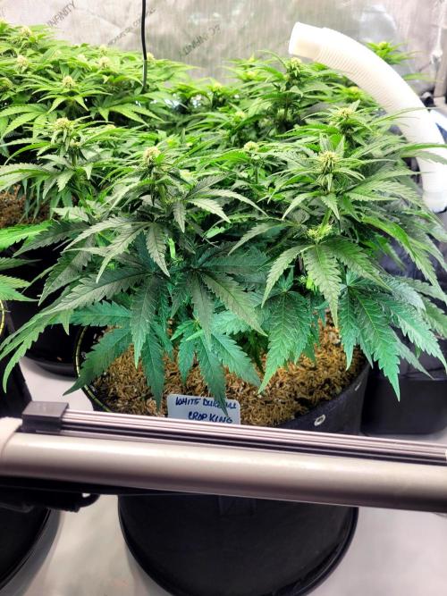 White Durban. Week 7