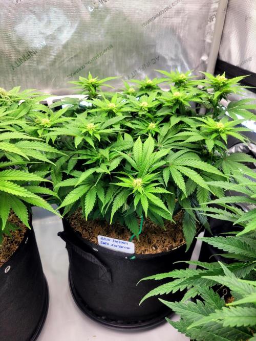 Blue Dream Seed Supreme. Week 9