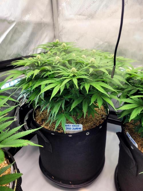 Maui Wowie Seed Supreme. Week 9