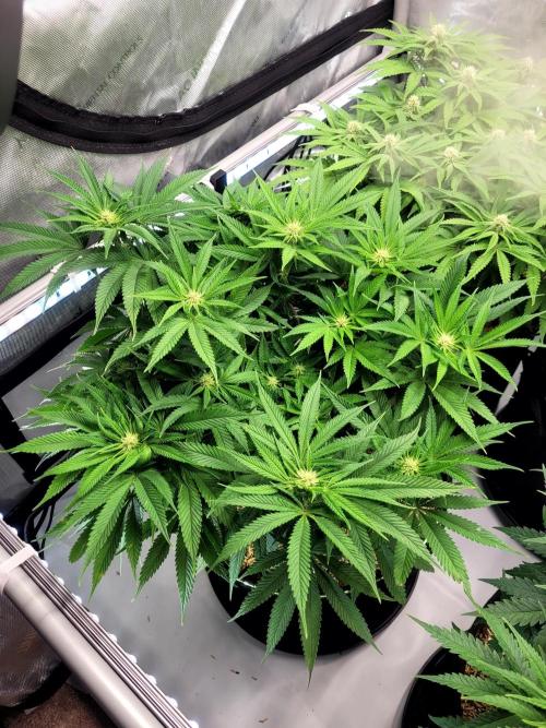 Mimosa Royal Queen Seeds. Week 9