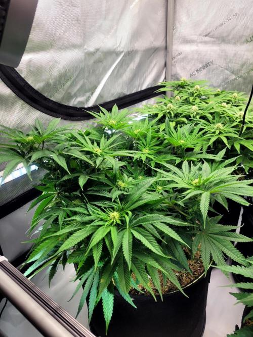 Mimosa Royal Queen Seeds. Week 9