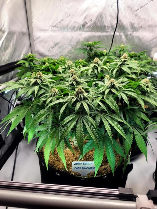 Maui Wowie Seed Supreme. Week 9