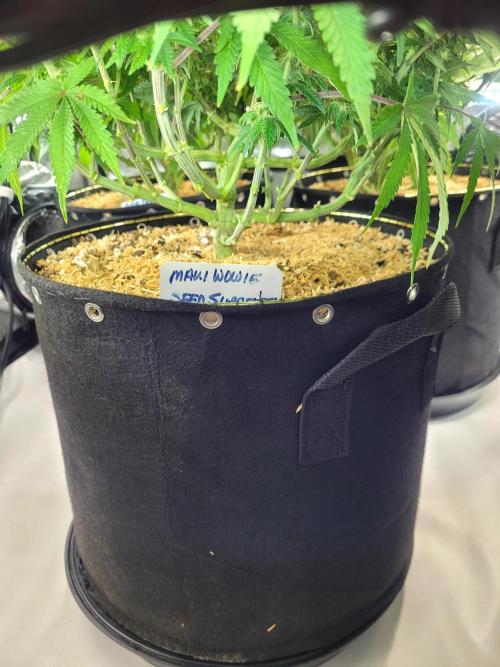Maui Wowie Seed Supreme. Week 9
