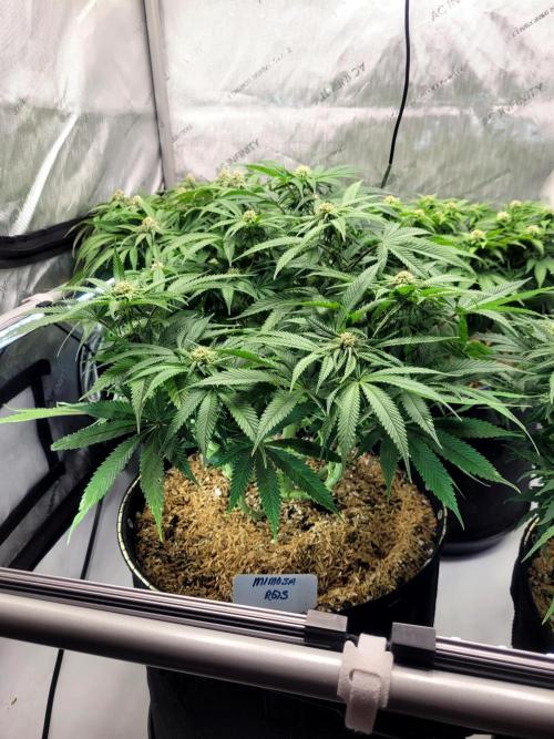 Mimosa Royal Queen Seeds. Week 9