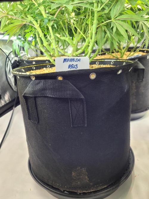 Mimosa Royal Queen Seeds. Week 9