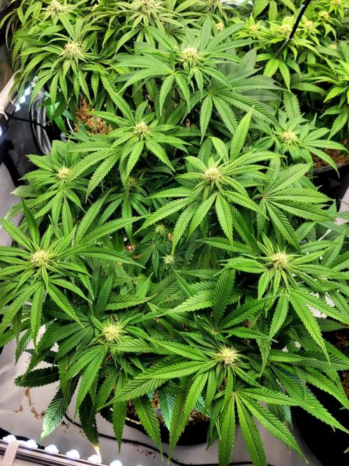 Mimosa Royal Queen Seeds. Week 9