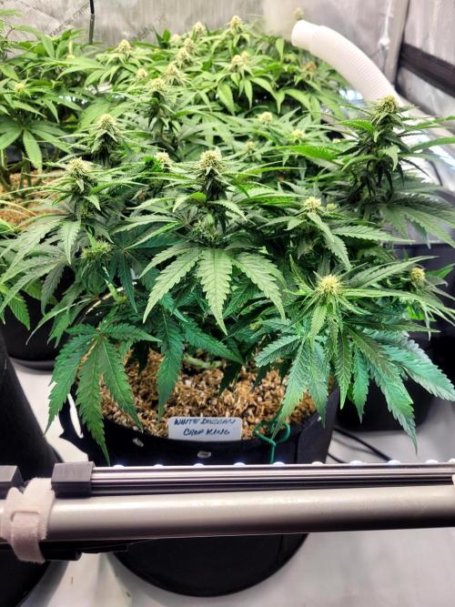 White Durban. Week 7