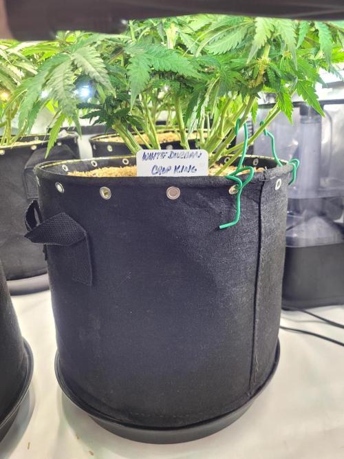 White Durban. Week 7